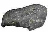 Fossil Whale Ear Bone - Miocene #177767-1